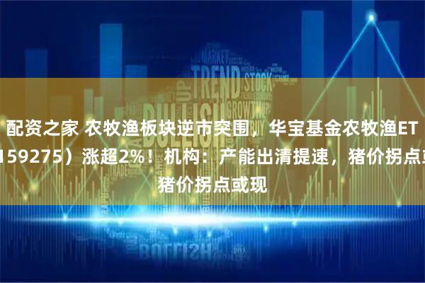 配资之家 农牧渔板块逆市突围，华宝基金农牧渔ETF（159275）涨超2%！机构：产能出清提速，猪价拐点或现